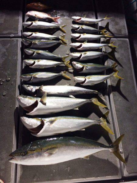 SeaRide(シーライド) 釣果