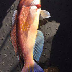 第二龍勢丸 釣果