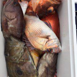 第二龍勢丸 釣果