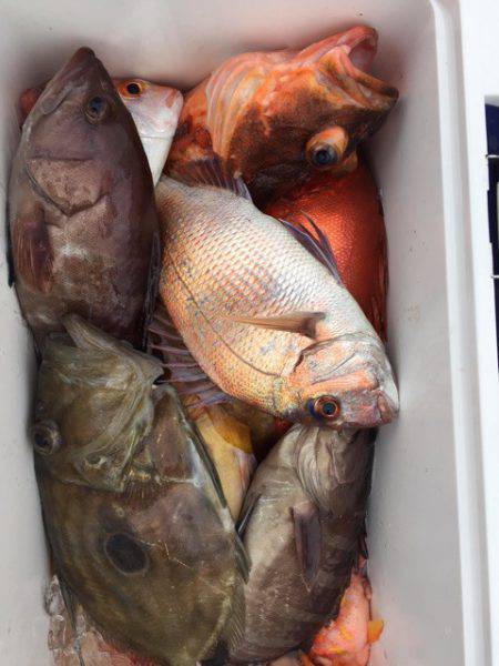 第二龍勢丸 釣果