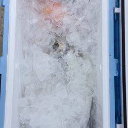 第二龍勢丸 釣果