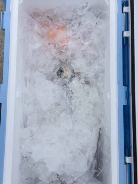 第二龍勢丸 釣果