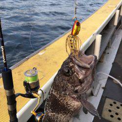 シーランチ 釣果