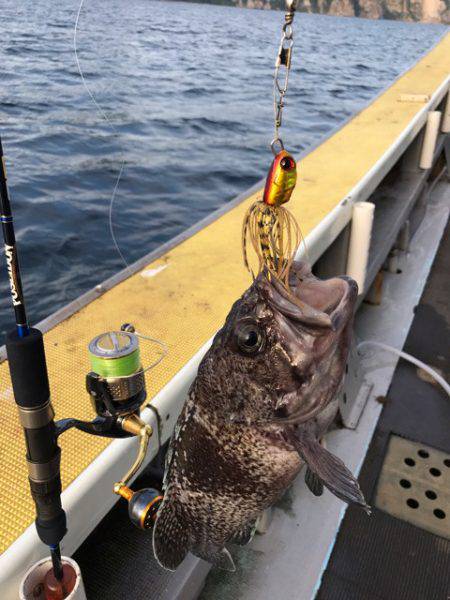 シーランチ 釣果
