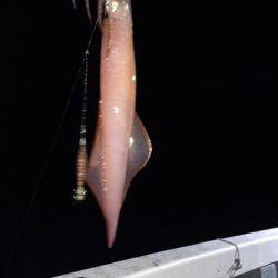 エヌスタイル 釣果