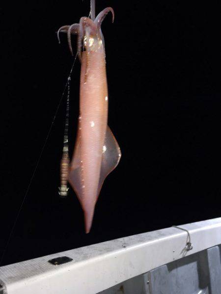 エヌスタイル 釣果