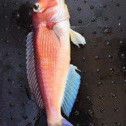 第二龍勢丸 釣果