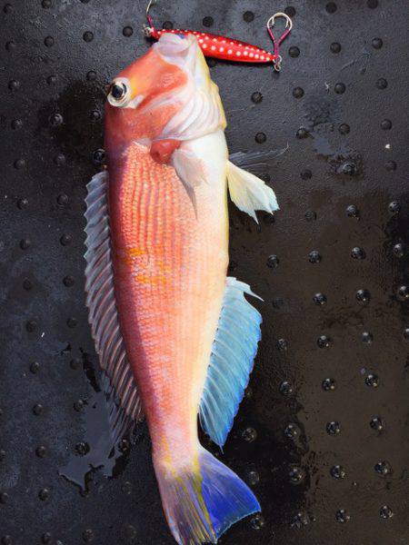 第二龍勢丸 釣果