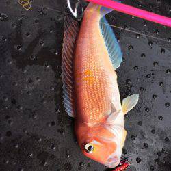 第二龍勢丸 釣果