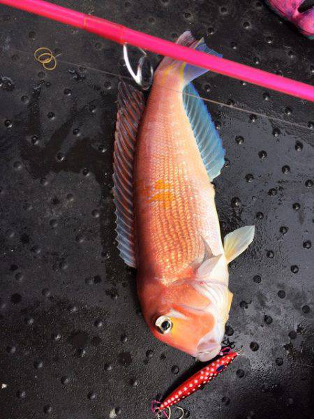 第二龍勢丸 釣果