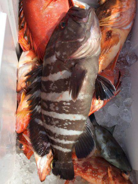 第二龍勢丸 釣果