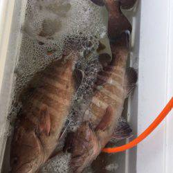 第二龍勢丸 釣果