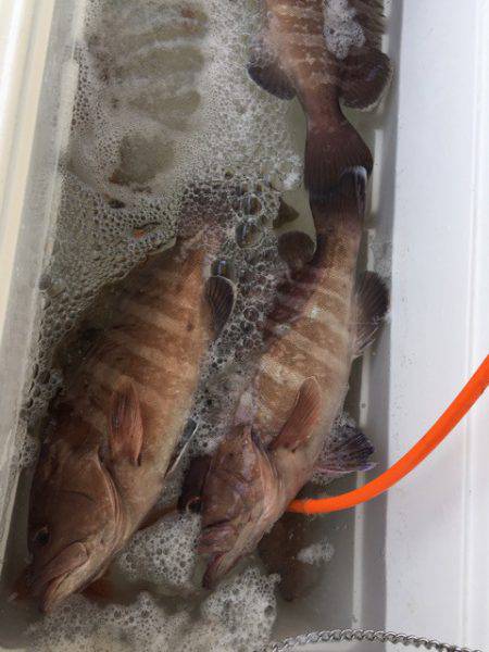 第二龍勢丸 釣果