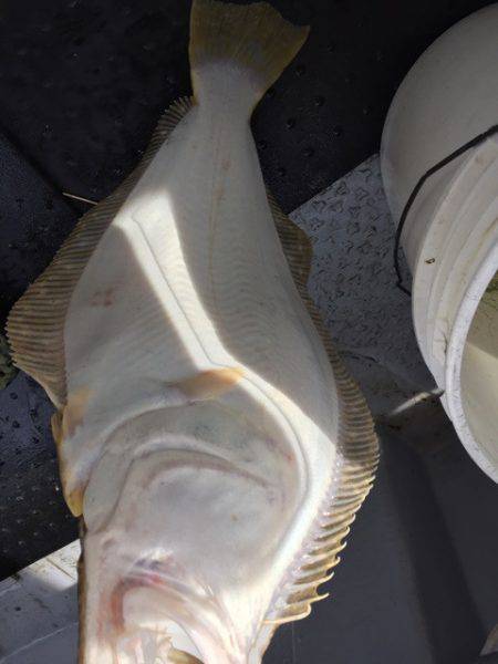 第二龍勢丸 釣果