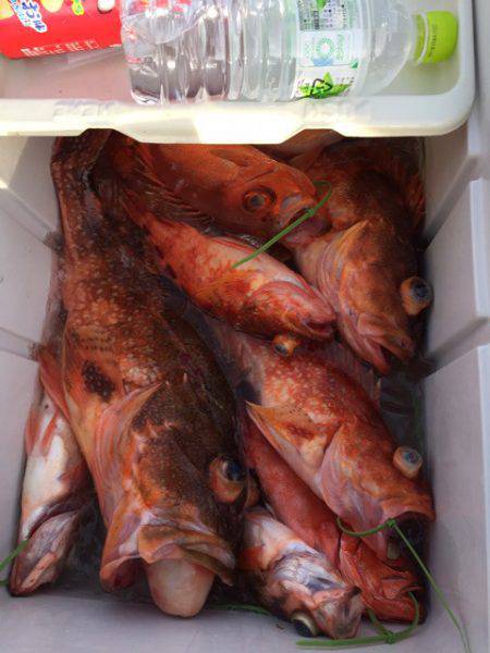 第二龍勢丸 釣果