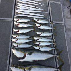 SeaRide(シーライド) 釣果