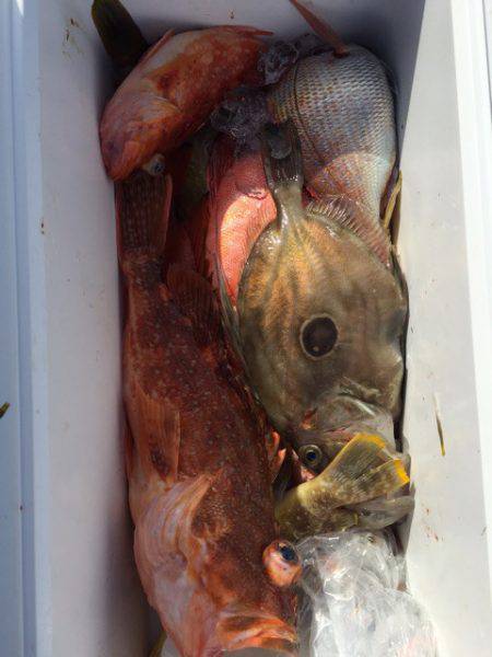 第二龍勢丸 釣果