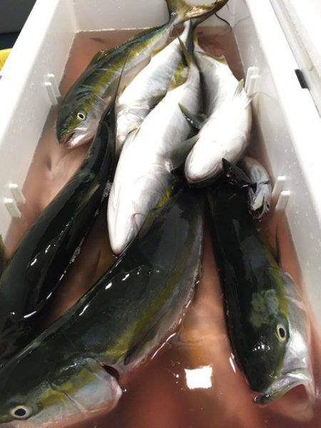 第二八坂丸 釣果