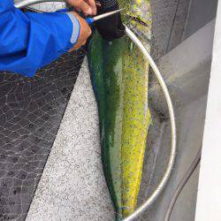 第二龍勢丸 釣果