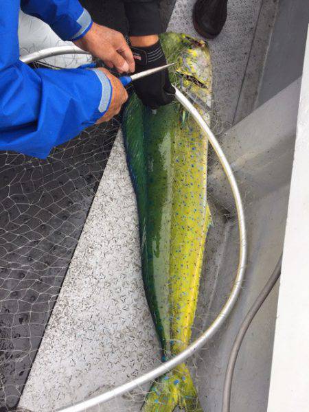 第二龍勢丸 釣果