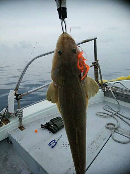 海季丸(みきまる) 釣果