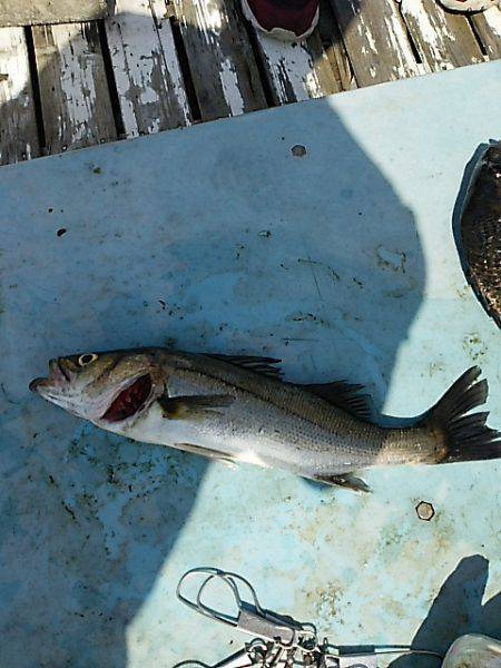 KO-SHIN丸 釣果