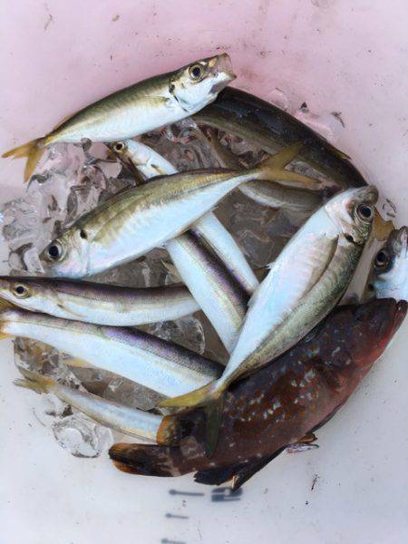 うさぎ丸 釣果