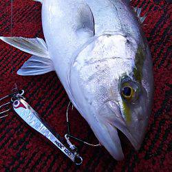 光生丸 釣果