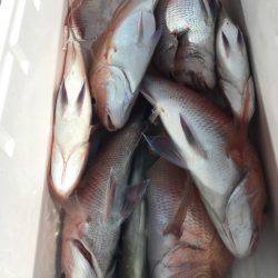 第二八坂丸 釣果