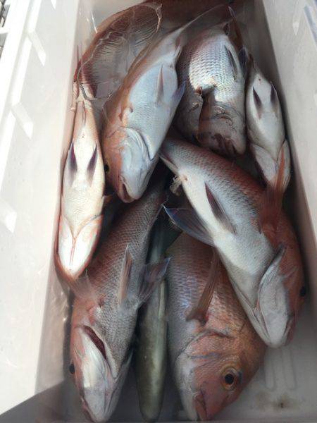 第二八坂丸 釣果