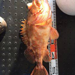 第二龍勢丸 釣果