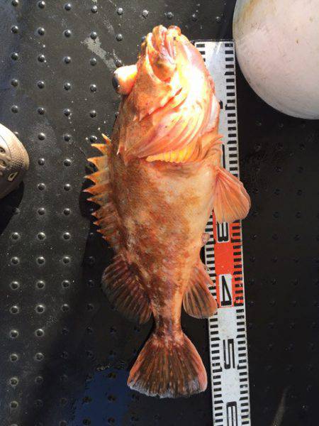 第二龍勢丸 釣果