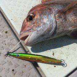 エムズジャーク（M’s JERK） 釣果