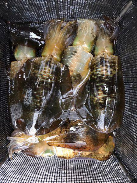 まるいち丸 ZERO-1 釣果