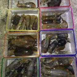 まるいち丸 ZERO-1 釣果