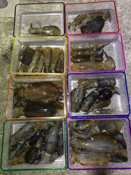 まるいち丸 ZERO-1 釣果