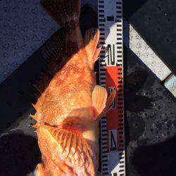 第二龍勢丸 釣果