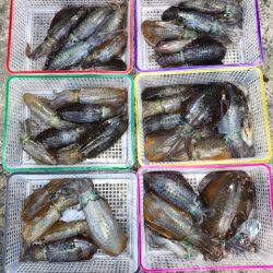 まるいち丸 ZERO-1 釣果