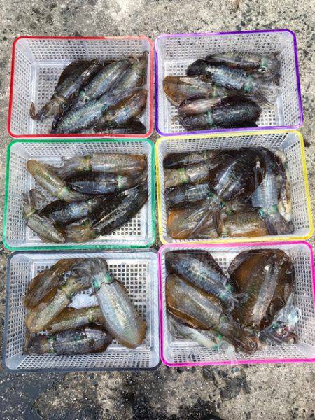 まるいち丸 ZERO-1 釣果