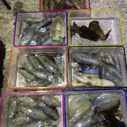 まるいち丸 ZERO-1 釣果