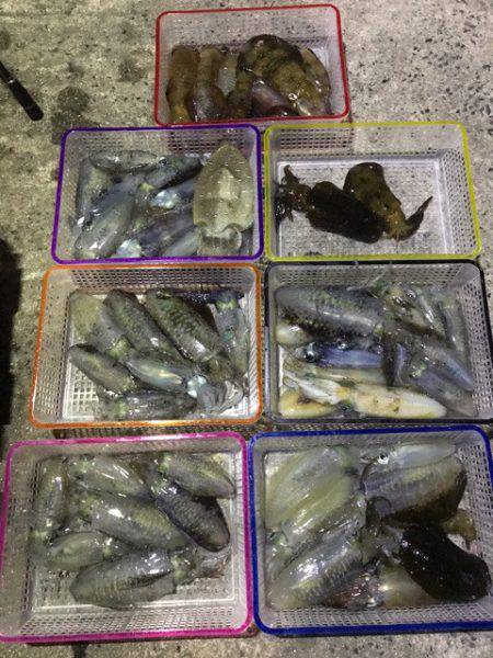 まるいち丸 ZERO-1 釣果