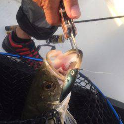 「LaGooN」蒼陽丸 日和号 釣果