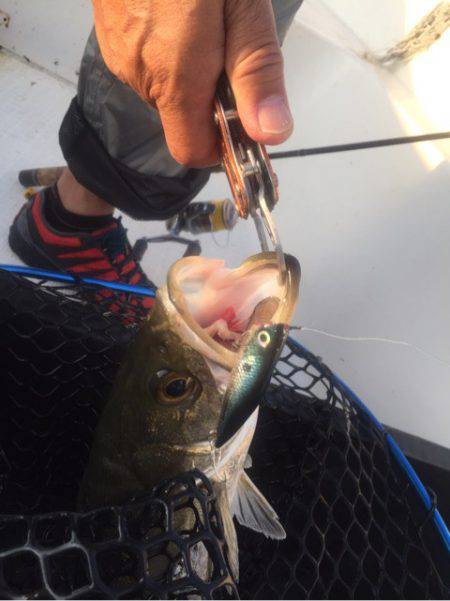 「LaGooN」蒼陽丸 日和号 釣果