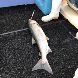 第二 つれたか丸 釣果