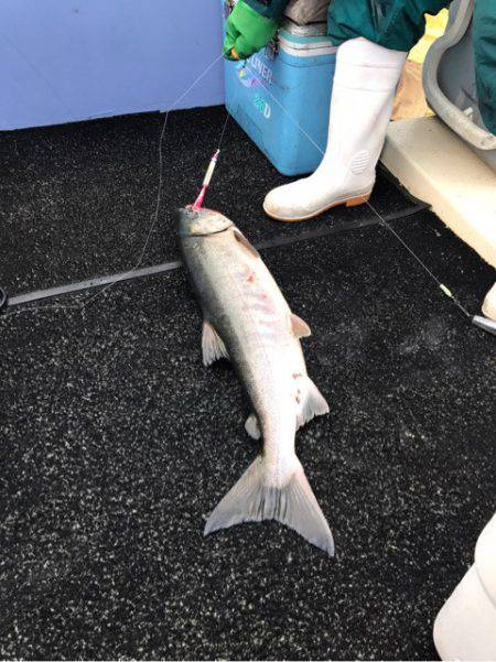 第二　つれたか丸 釣果