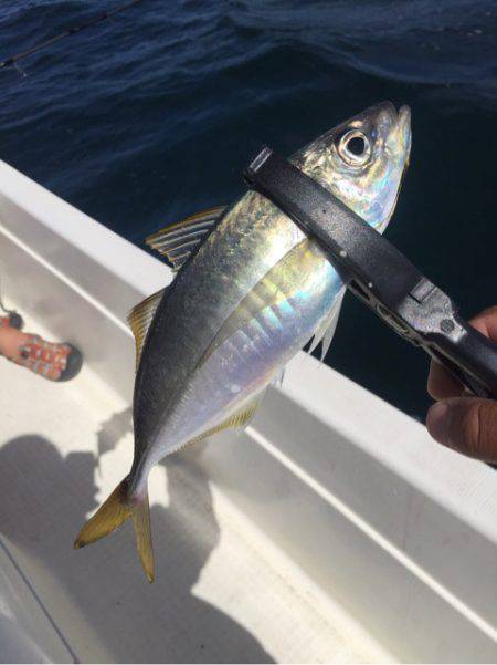 「LaGooN」蒼陽丸 日和号　 釣果