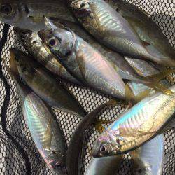 「LaGooN」蒼陽丸 日和号　 釣果