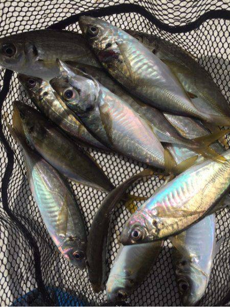 「LaGooN」蒼陽丸 日和号　 釣果