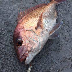 第二 海洋丸 釣果