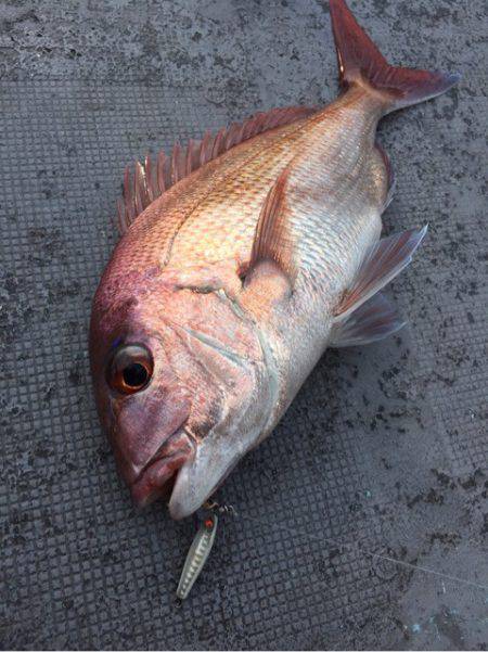 第二 海洋丸 釣果